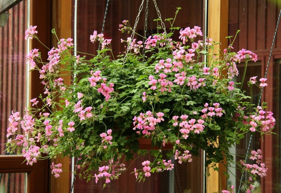 Пеларгония плющелистная ампельная