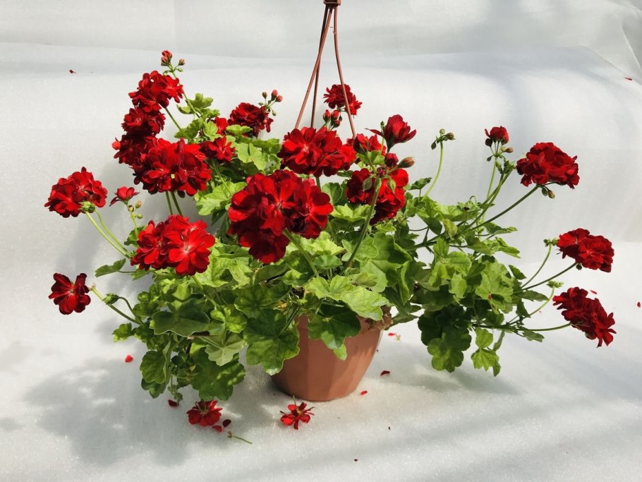 Пеларгония ампельная пеларгония ампельная