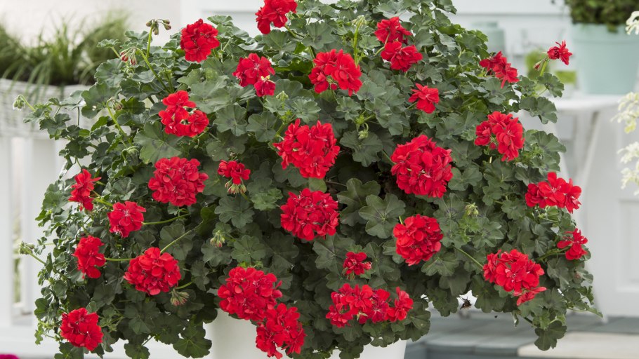 Пеларгония плющелистная ампельная