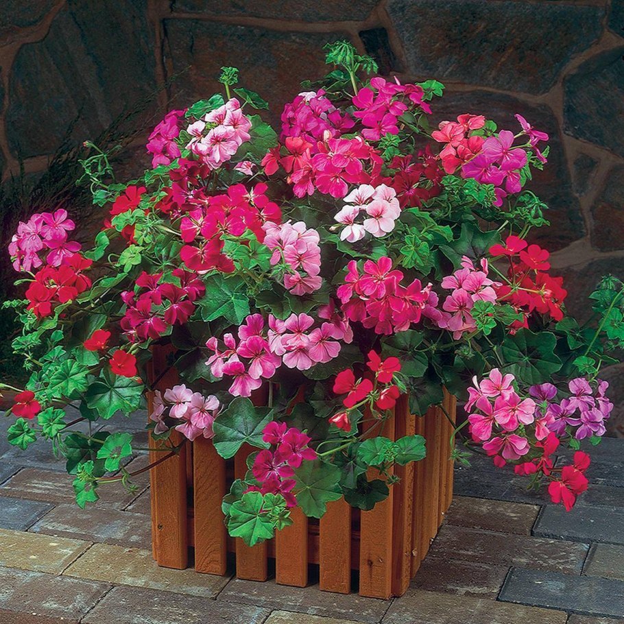 Пеларгония плющелистная