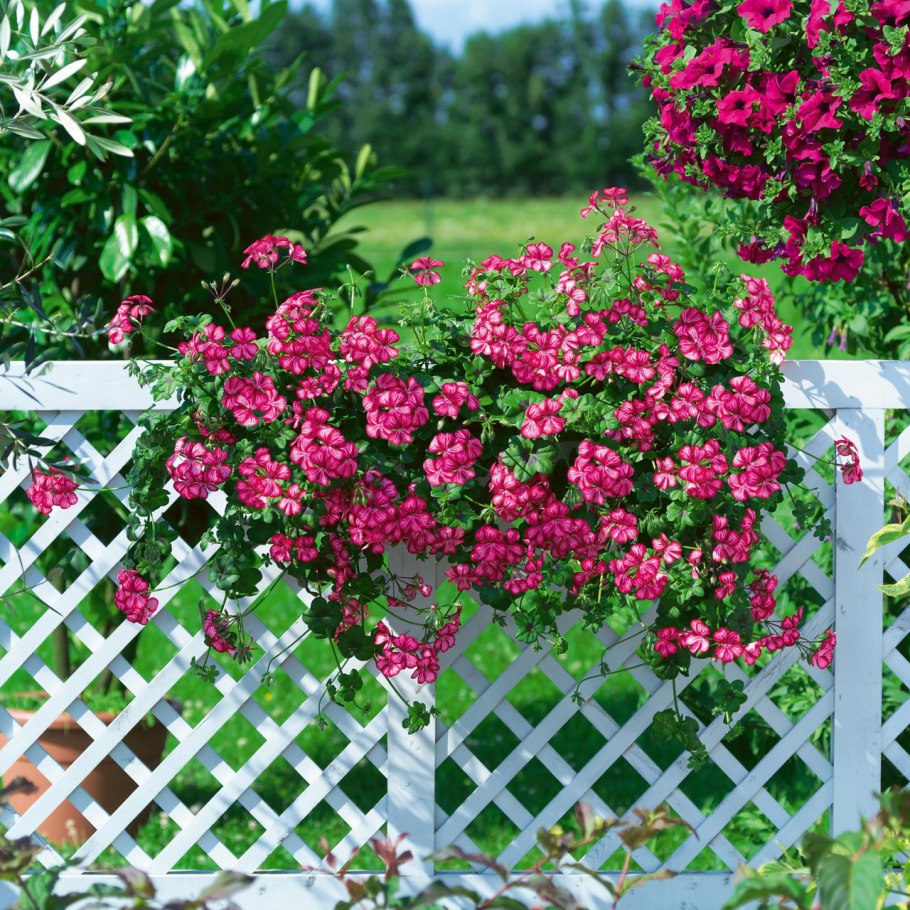 Пеларгония ампельная