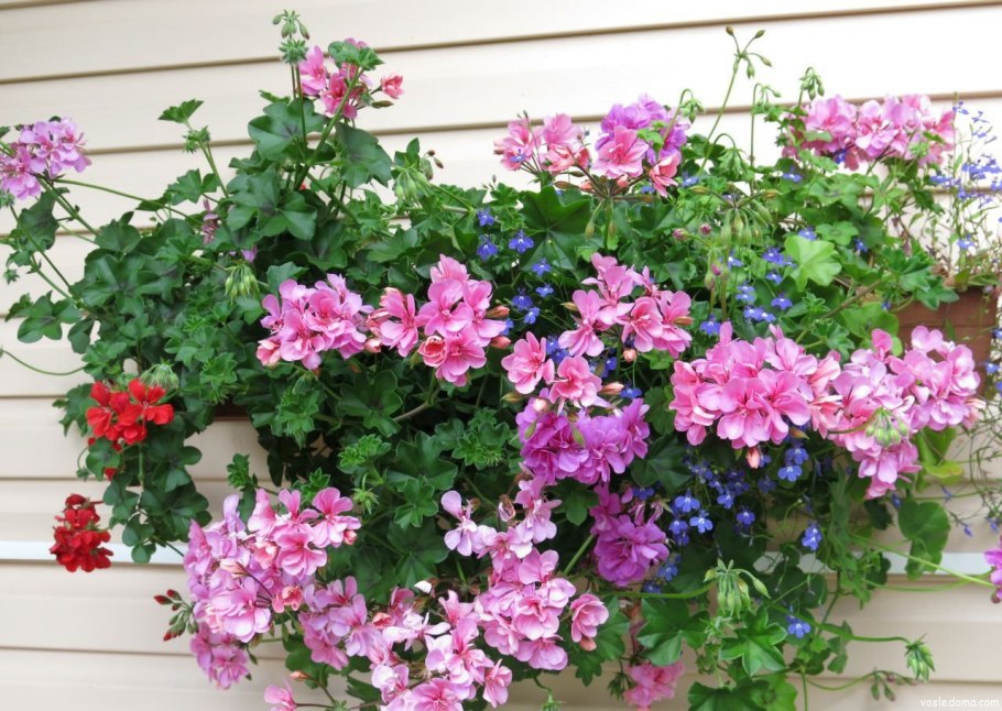 Пеларгония плющелистная