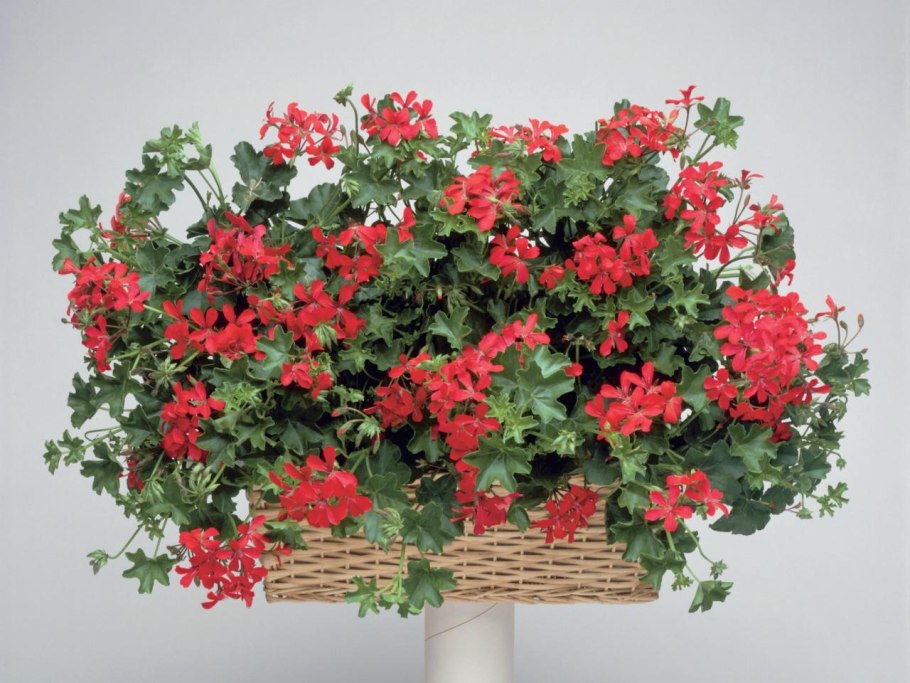 Плющевидная пеларгония