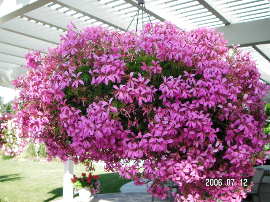 Пеларгония плющелистная ампельная