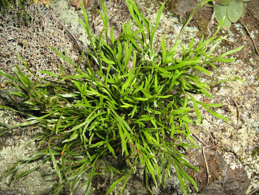 : Костенец Северный Asplenium Septentrionale (l.) Hoffm