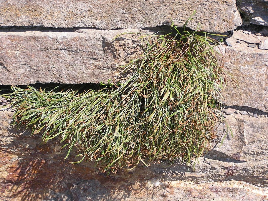 Костене́ц Се́верный (Asplenium Septentrionale
