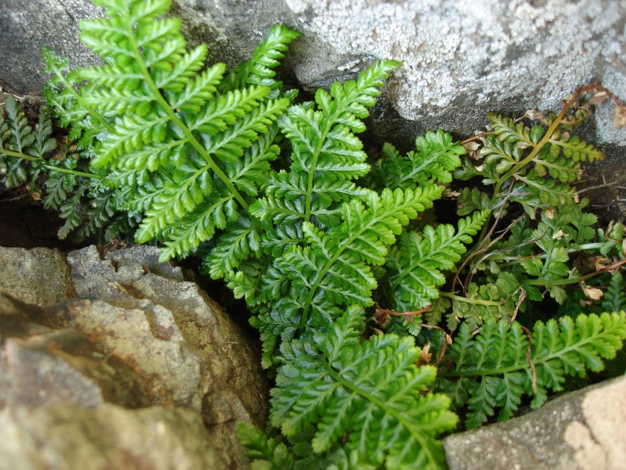 : Костенец Северный Asplenium Septentrionale (l.) Hoffm