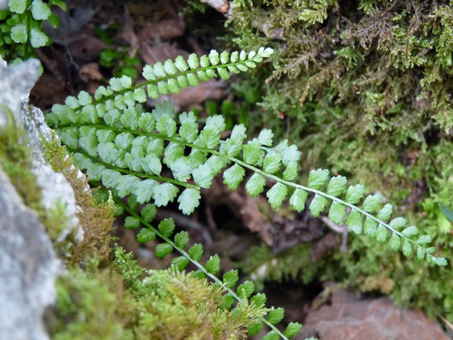 : Костенец Северный Asplenium Septentrionale (l.) Hoffm