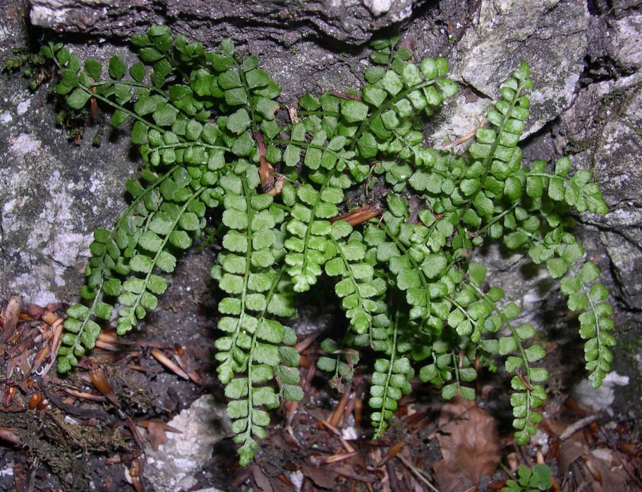 Асплениум волосовидный (Asplenium trichomanes)