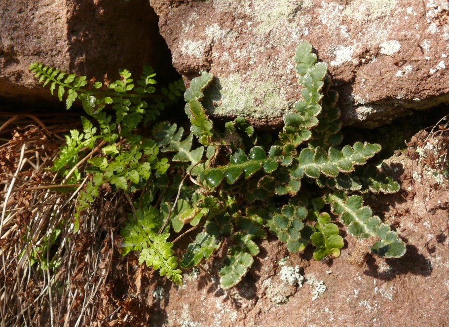 Костенец Воронова Asplenium woronowii
