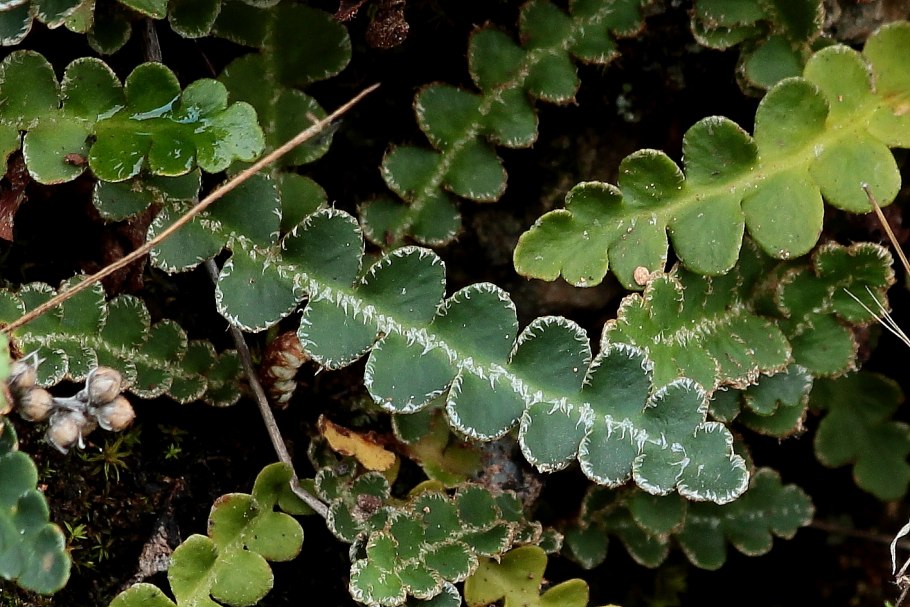 Асплениум Saxicola