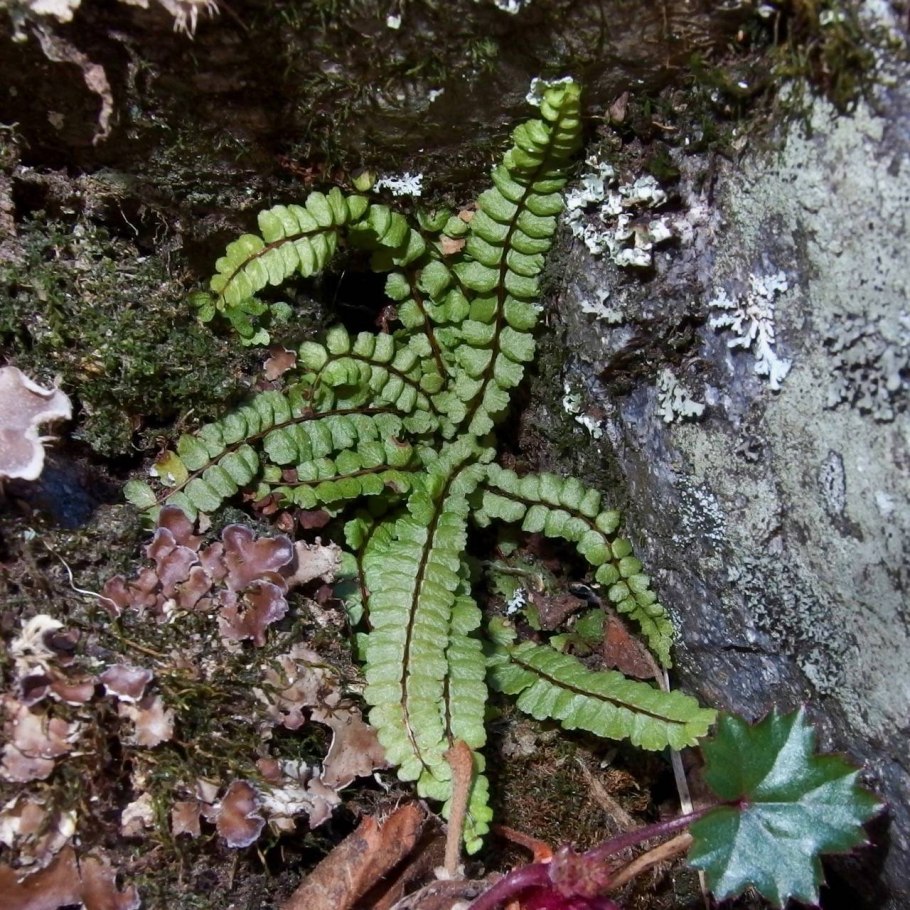 Костенец Воронова Asplenium woronowii