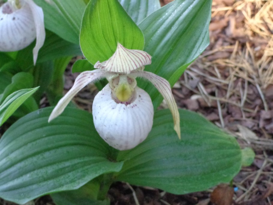 Cypripedium montanum