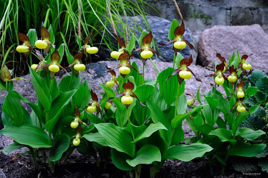Венерин башмачок - Cypripedium