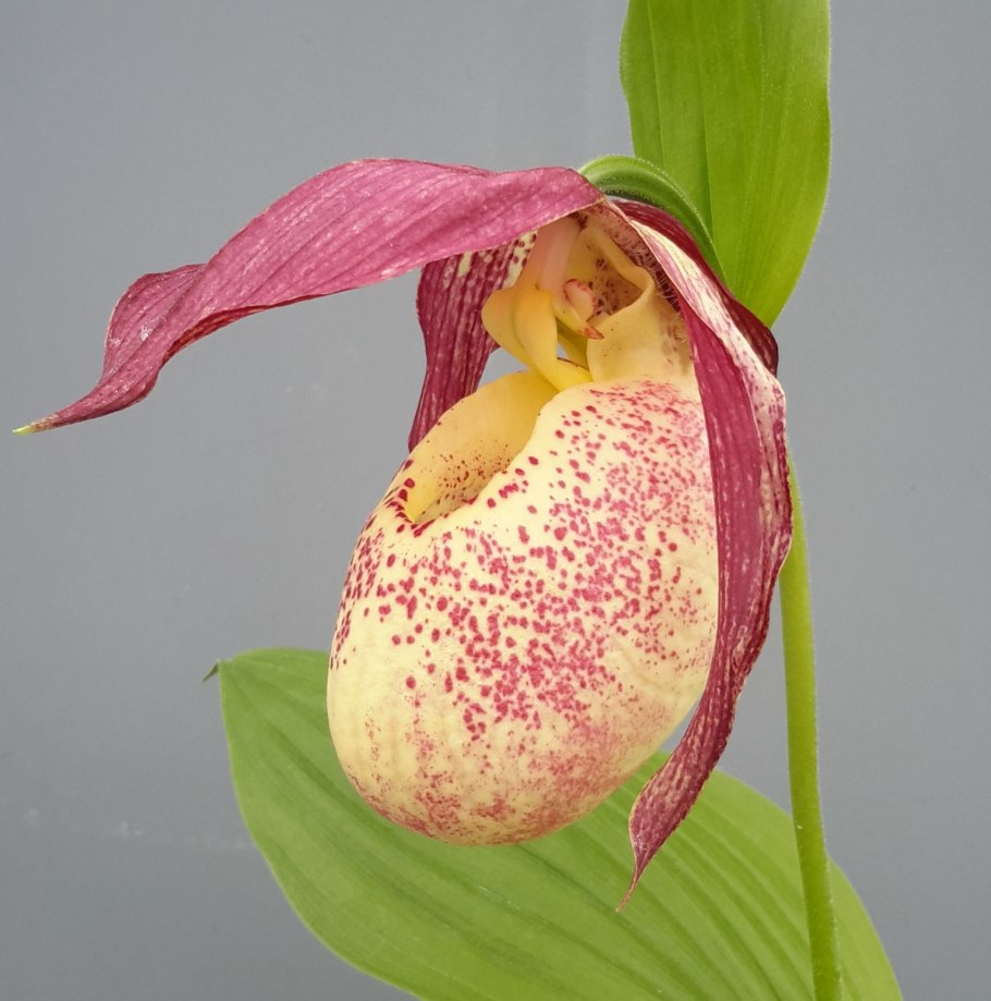 Венерин башмачок крупноцветковый Cypripedium macranthum
