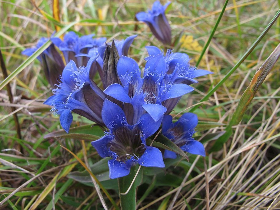 Горечавка крестовидная