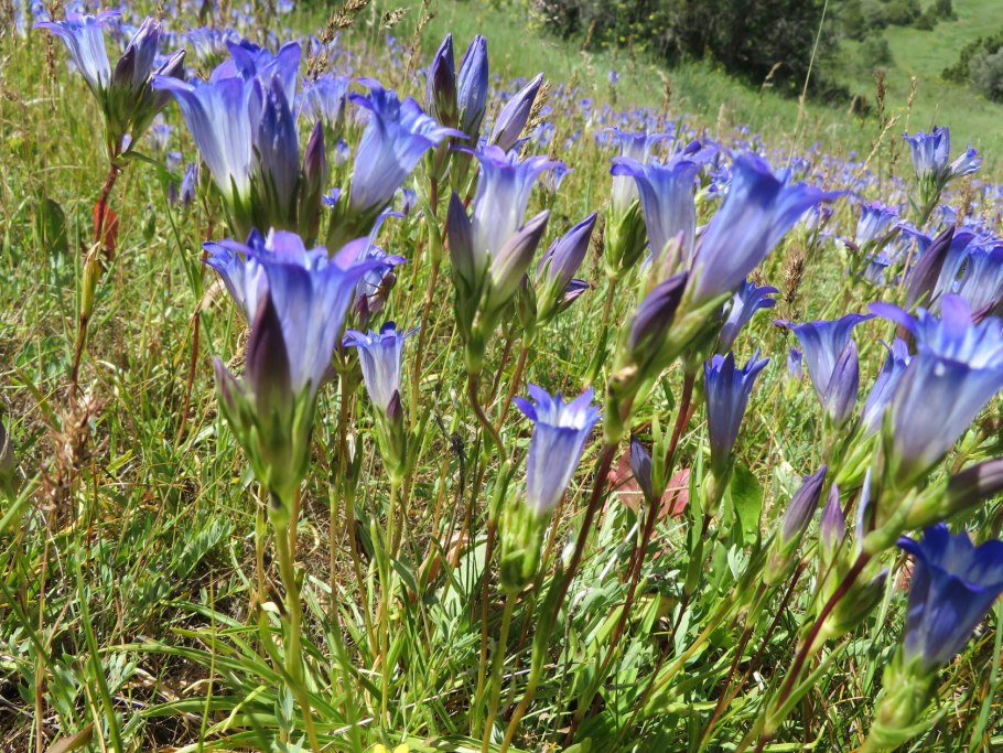 Горечавка Арктическая