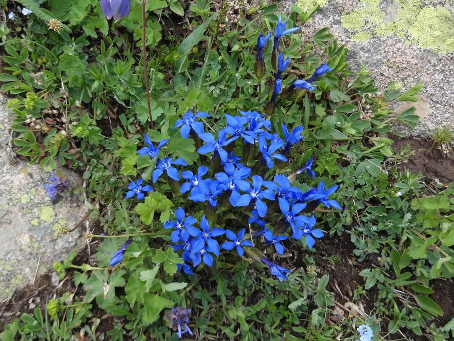 Горечавка Снежная (Gentiana nivalis)