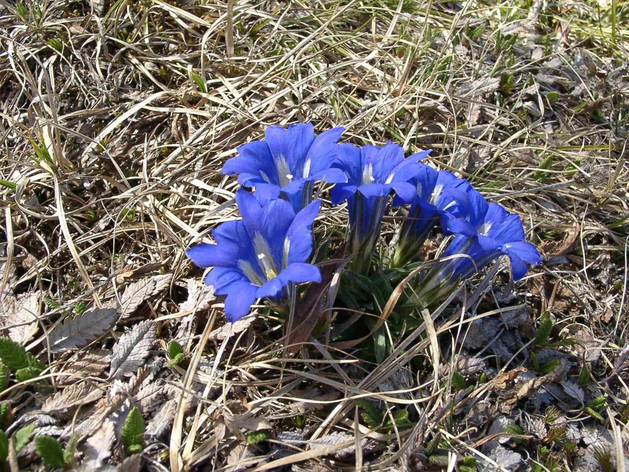 Gentiana parryi