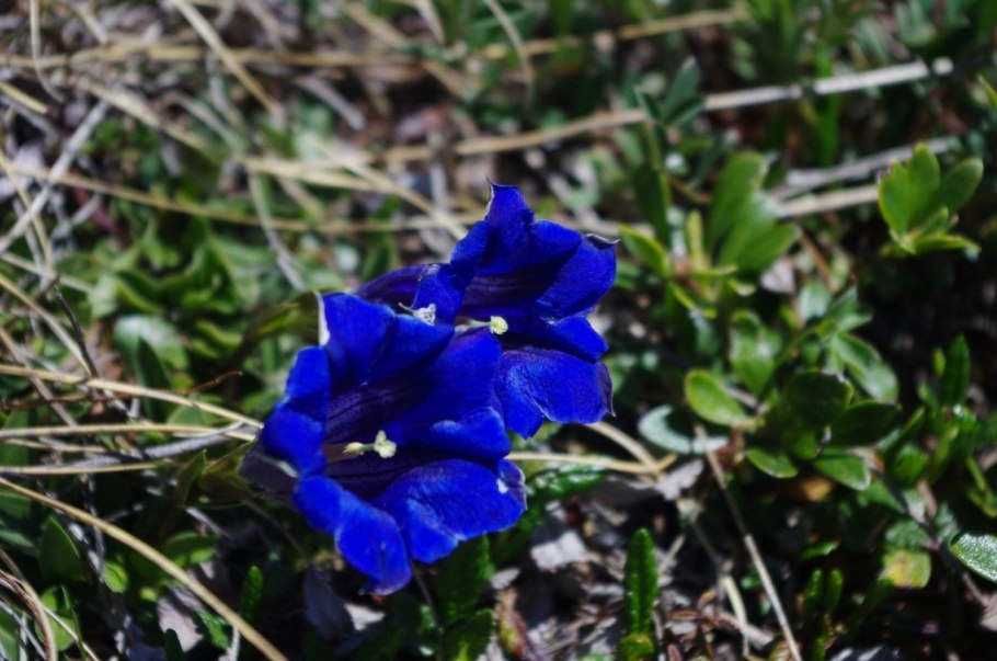 Горечавка семираздельная