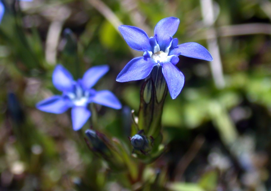 Горечавка оштенская