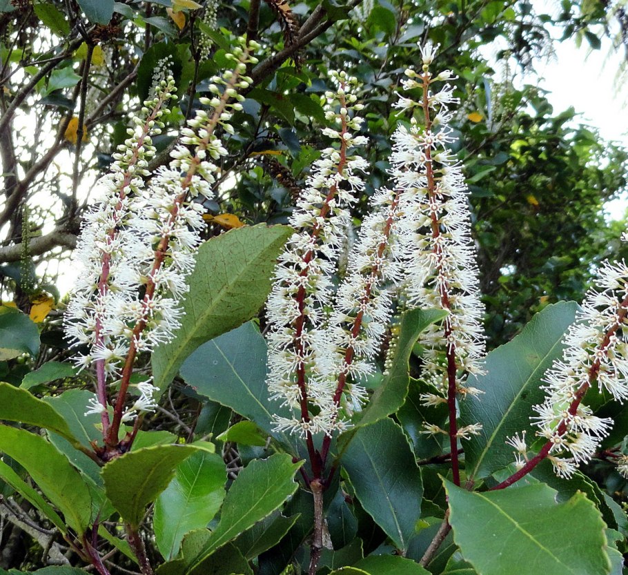 Eucryphia cordifolia