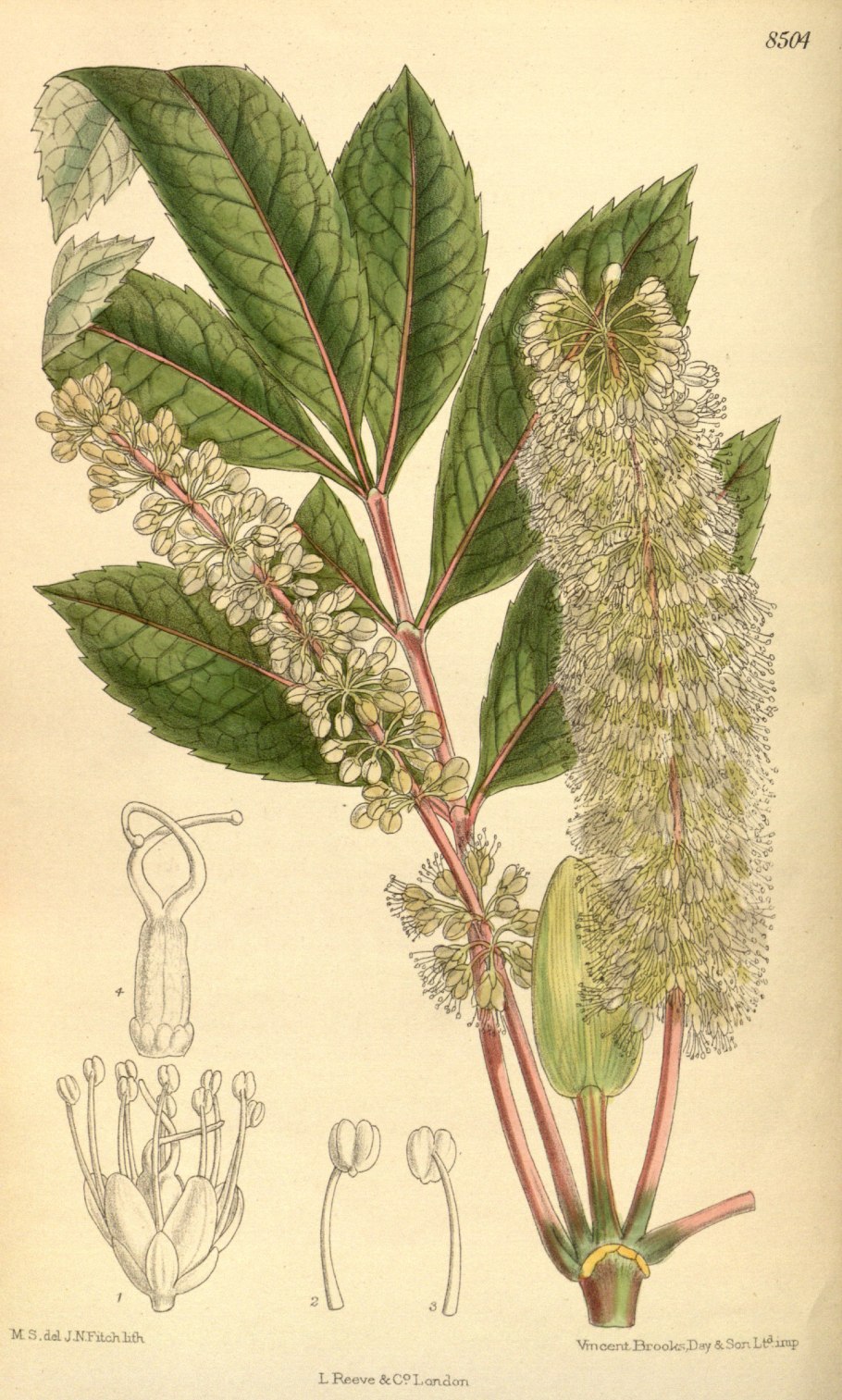 Солодка Glycyrrhiza glabra