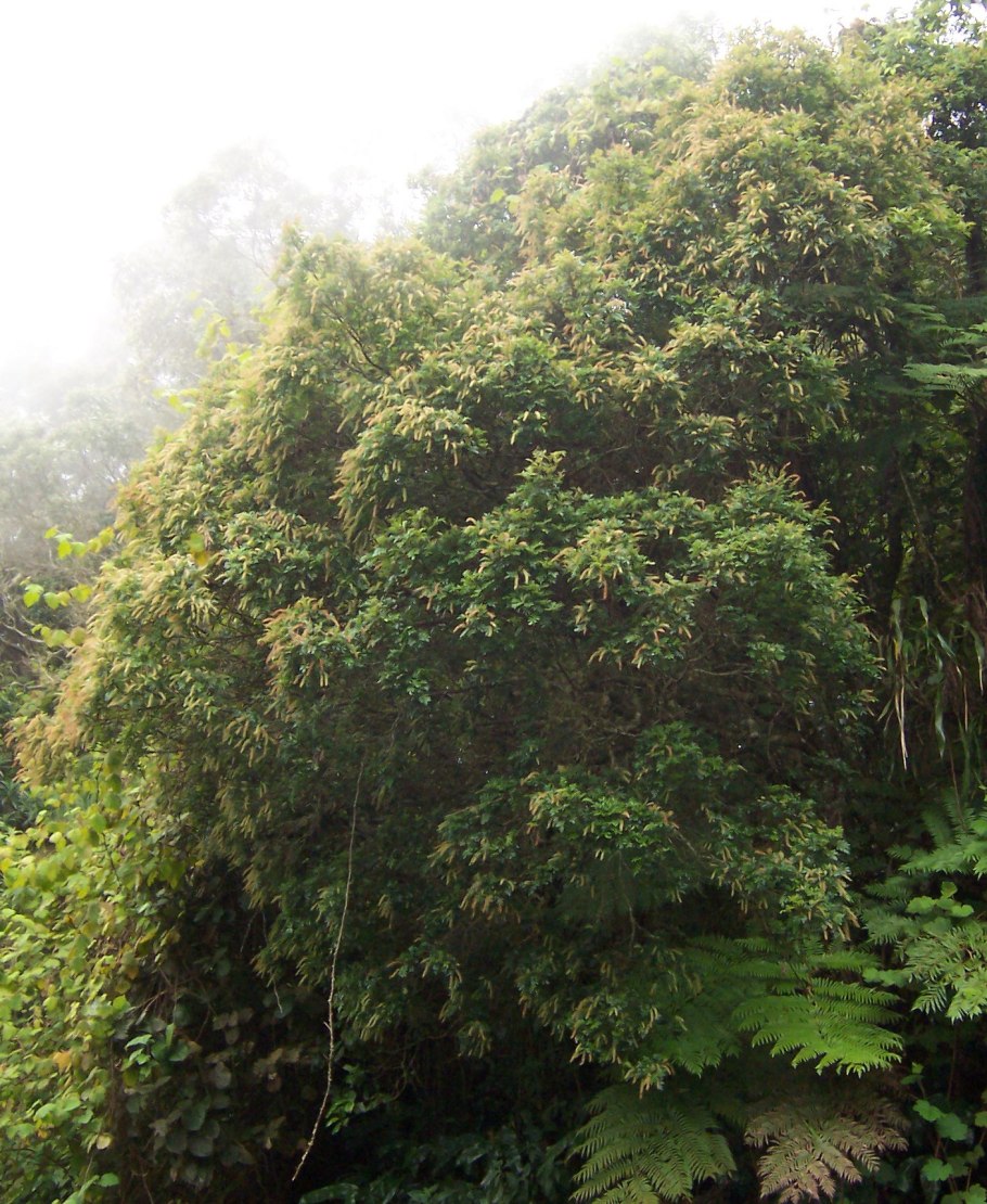 Pteridophyllum racemosum Птеридофиллум кистевидный