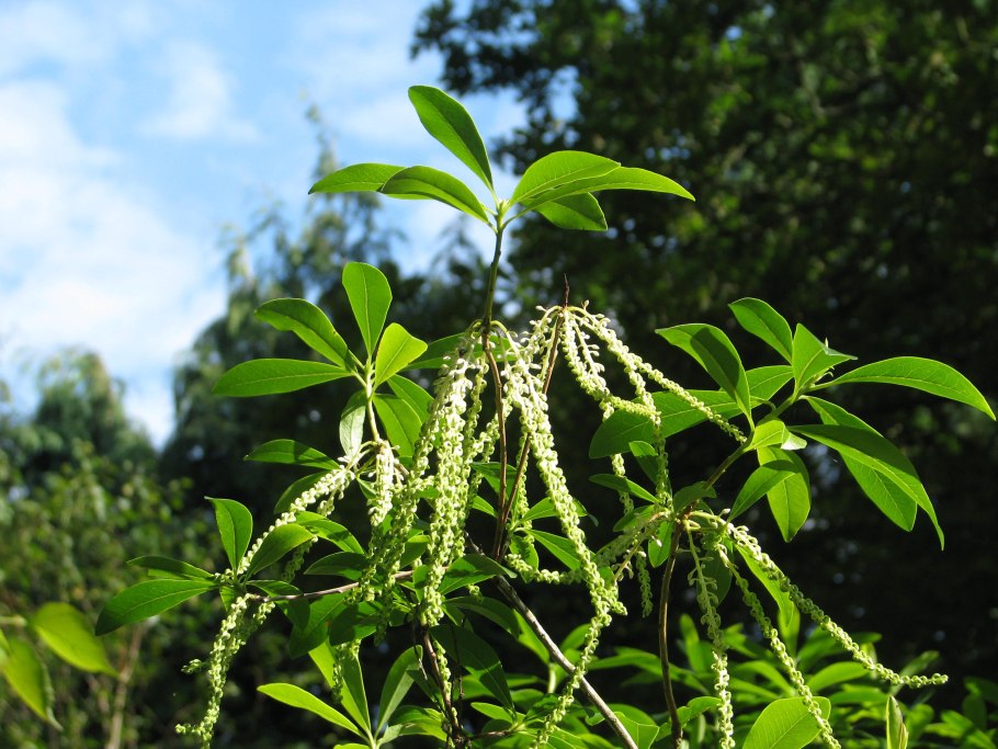 Посокерия latifolia