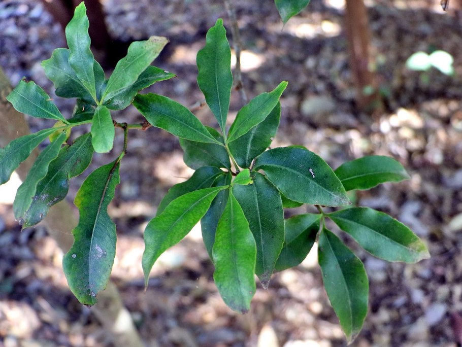 Кунония растение