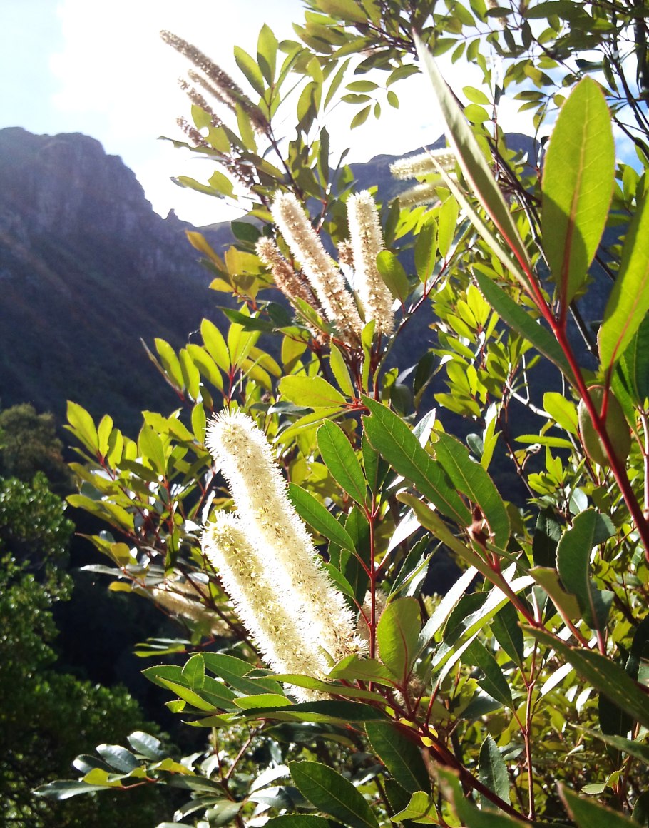 Myrothamnus flabellifolia
