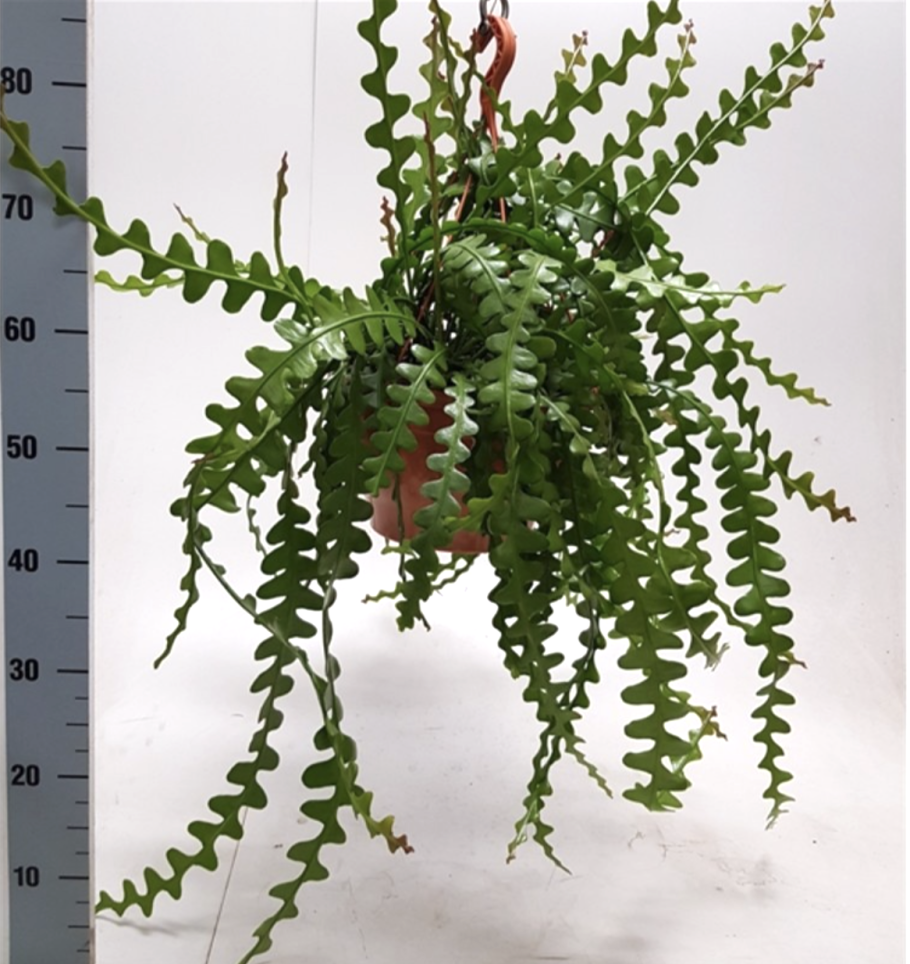 Семена дурмана