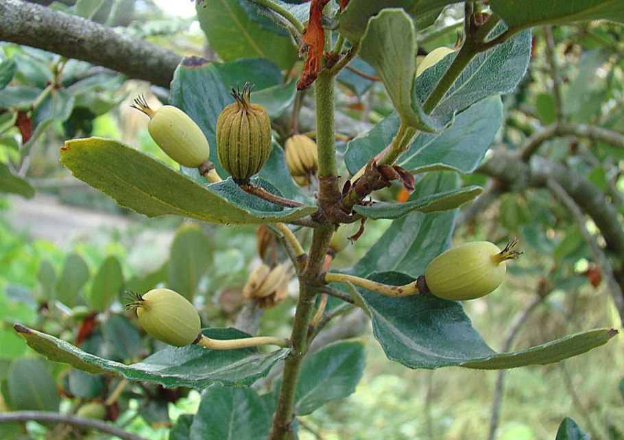 Bursera simaruba