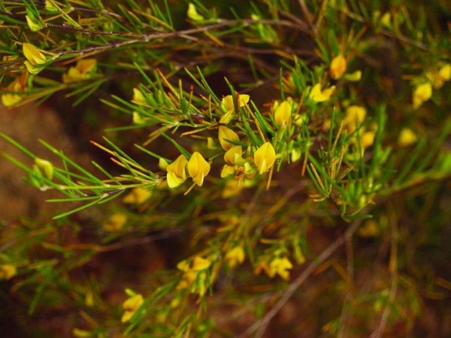 Ройбуш кустарник