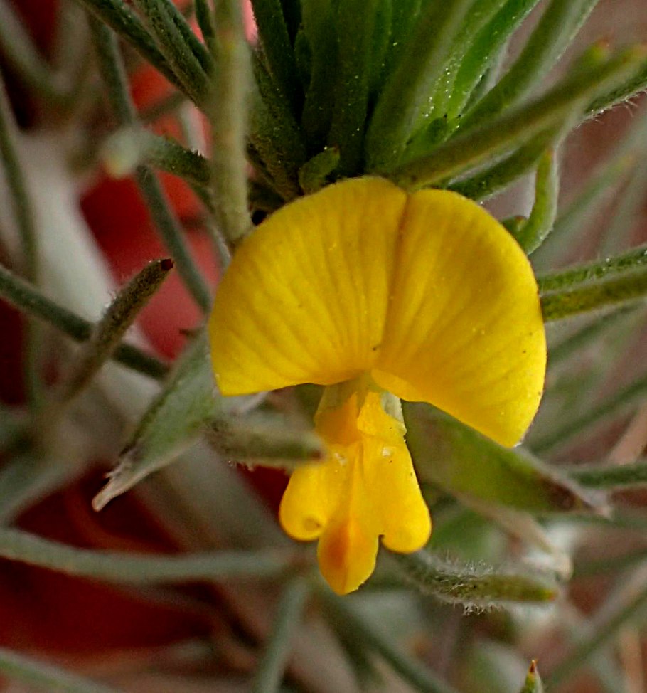 Аспалатус линейный ройбуш