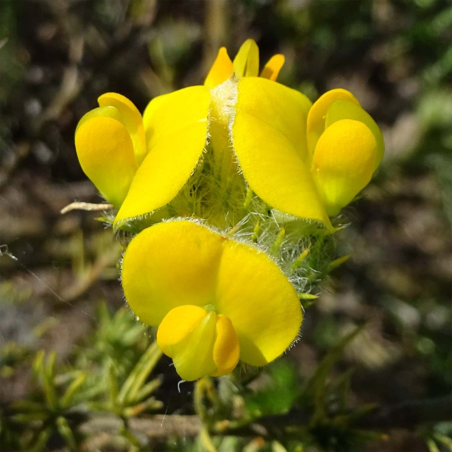 Что такое Аспалатус линейный растения