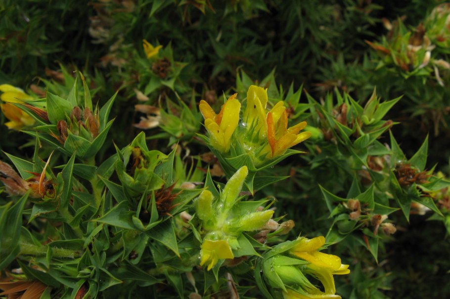 Аспалатус линейный ройбуш