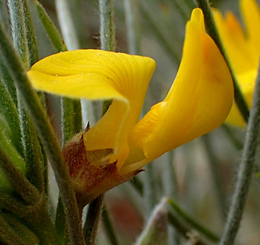 Аспалатус линейный ройбуш