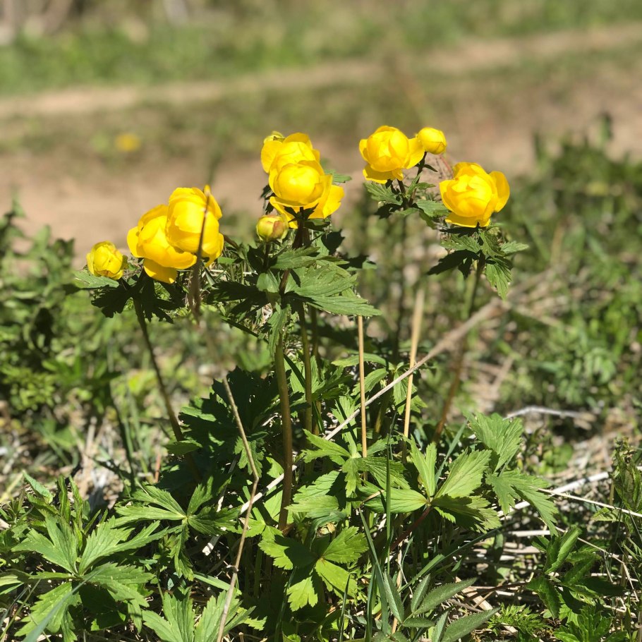 Аспалатус линейный ройбуш