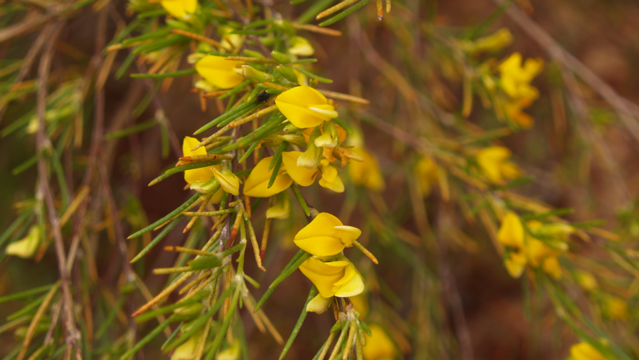 Аспалатус линейный ройбуш