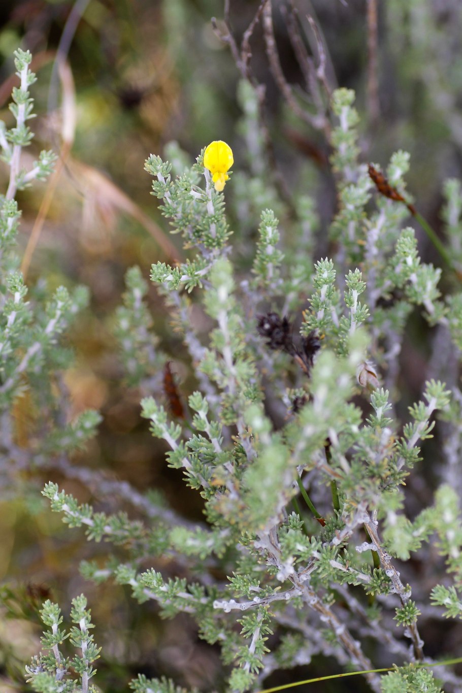 Аспалатус линейный ройбуш