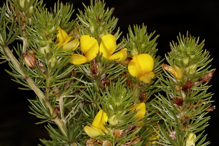 Аспалатус линейный ройбуш