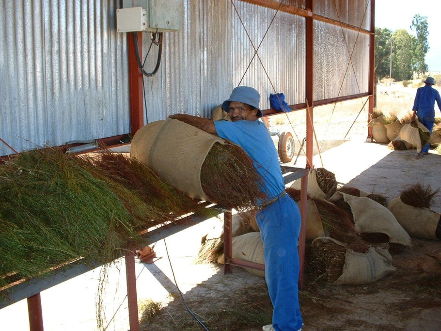 Аспалатус линейный ройбуш