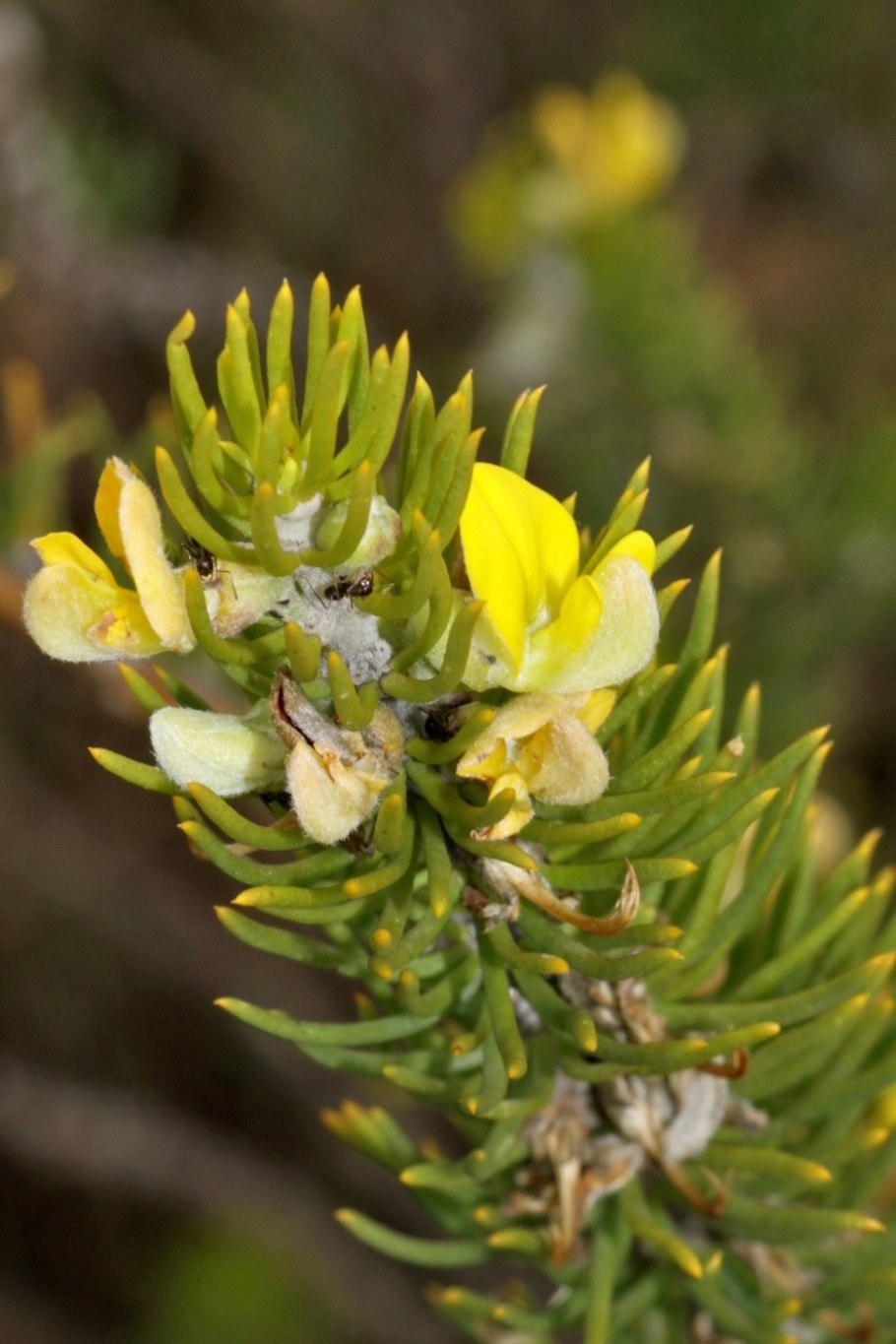 Аспалатус линейный ройбуш