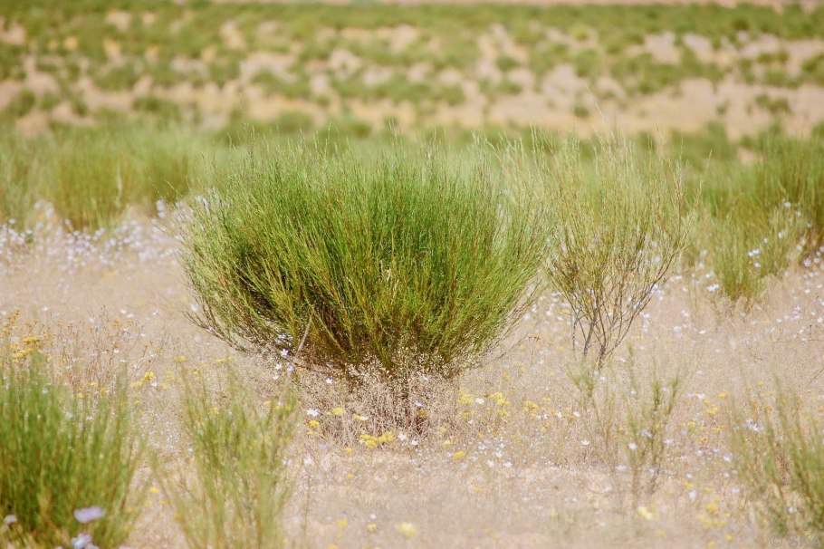 Куст ройбос