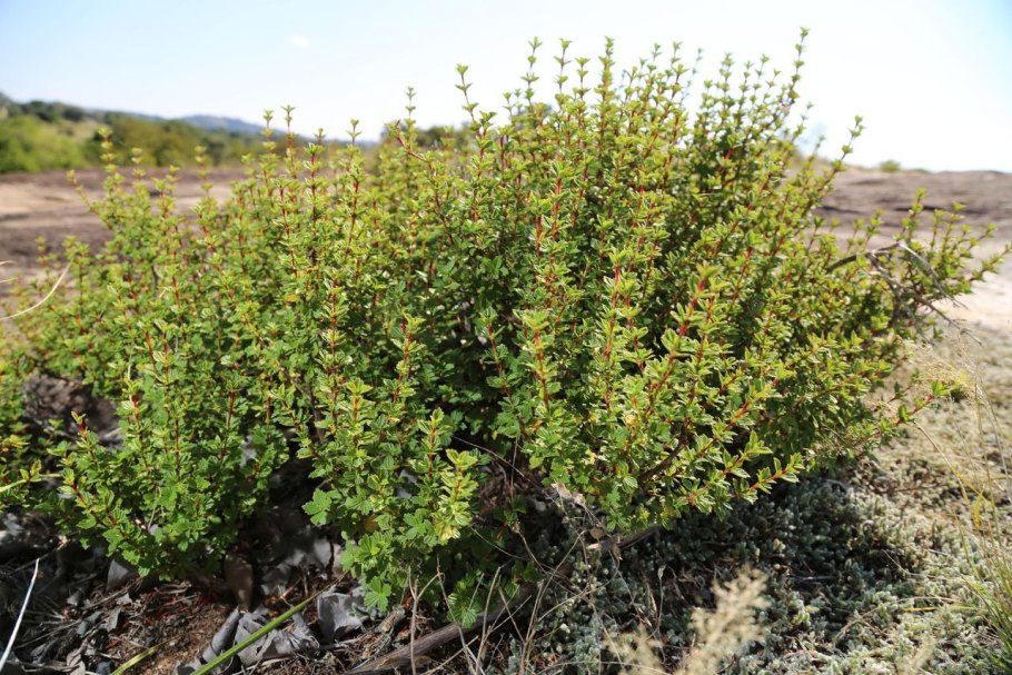 Myrothamnus flabellifolia