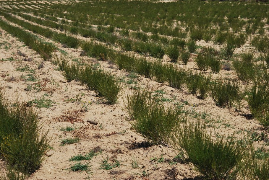Аральское море посадка саксаула