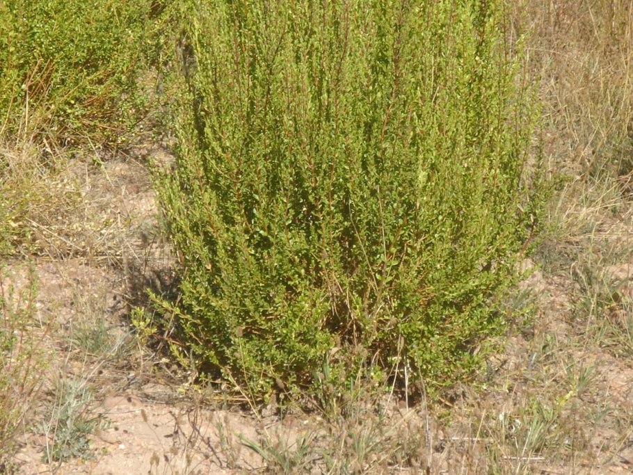 Agathosma betulina