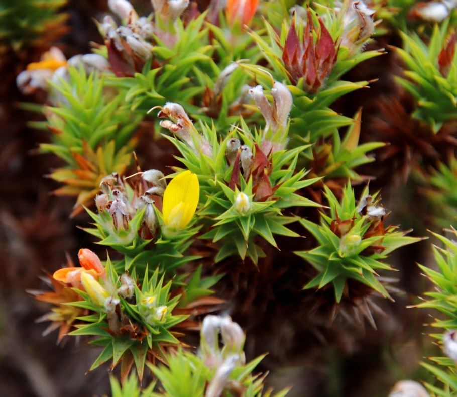 Polytrichum juniperinum