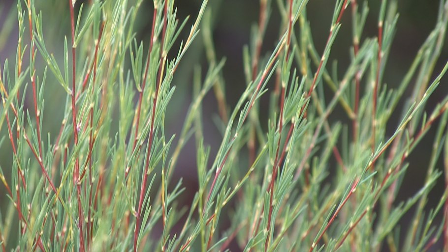 Ройбуш растение